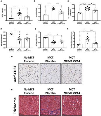 Frontiers | The thromboxane receptor antagonist NTP42 promotes